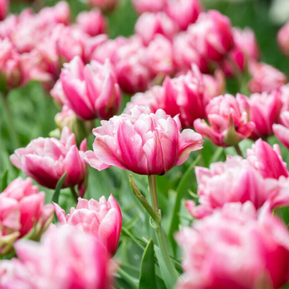 Tulipan 'Love Whisper'